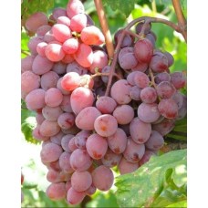 Виноград Виктория ранний Садовита