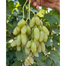 Виноград Зорянка ранний Садовита