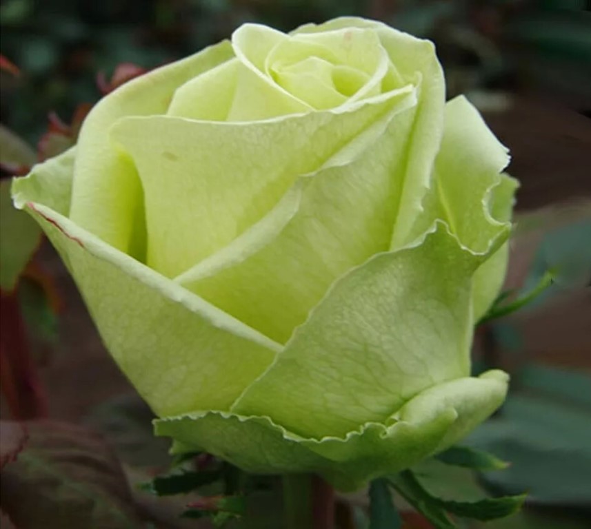 Роза чайно-гибридная Амандин