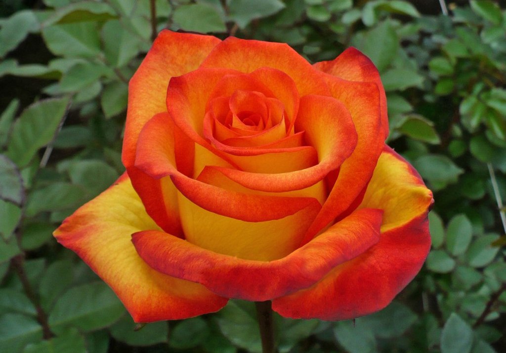 Роза чайно-гибридная Золотая Магия