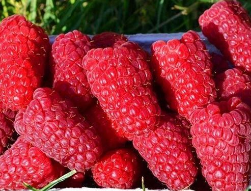 Малина Гигант Московский С5