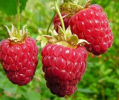 Малина Гусар С5