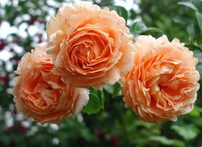 Роза плетистая Полька Садовита