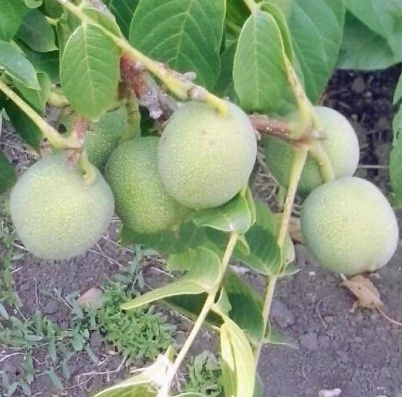 СО Орех грецкий Скороплодный Левина/С