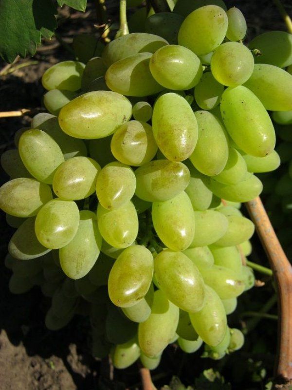 Виноград Элегант МИТЮРЯЕВ