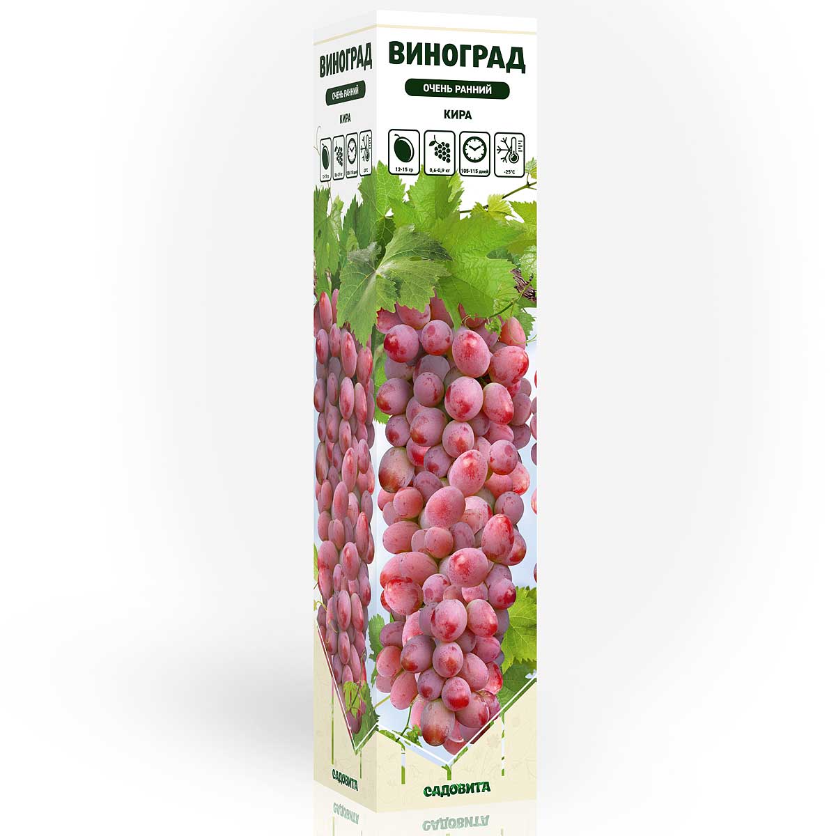 Виноград Кира, очень ранний Садовита