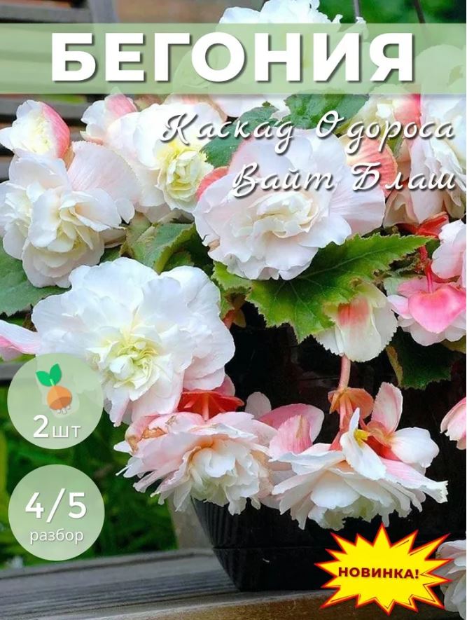 Бегония Каскад одороса Вайт Блаш 4-5/К 2шт