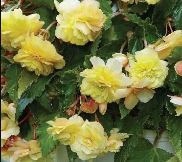 Бегония Одората Санни Дрим 5/6 Эконом 1шт