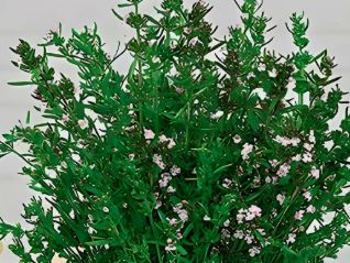 Чабер Цитрон Аэлита