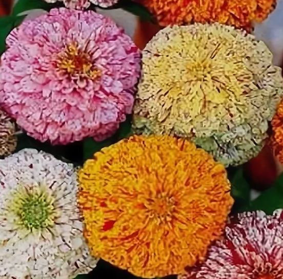 Циния Карнавал Аэлита Ц