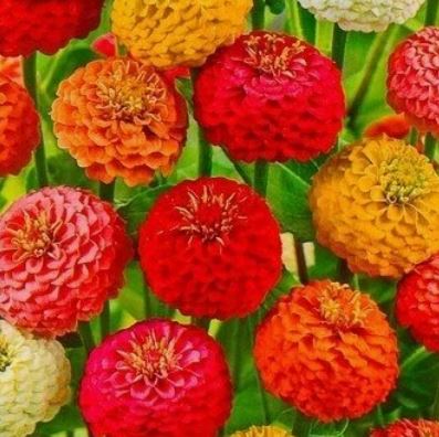 Цинния Дюймовочка, смесь окрасок 0.3г