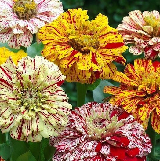 Цинния Поласатые леденцы смесь сортов