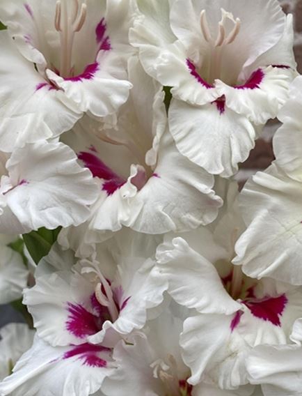 Гладиолус Цера Корсаж 10/12 Эконом 5шт