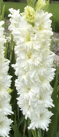 Гладиолус Цера Суммум 10/12 Эконом 5шт