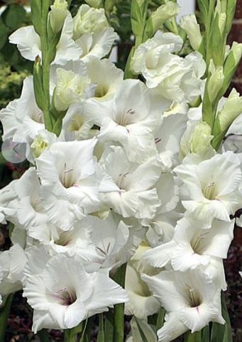 Гладиолус Декадент 10/12 Эконом 5шт