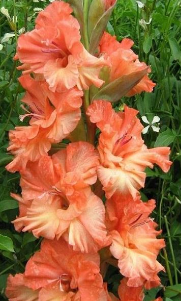 Гладиолус Харьков 10/12 3шт