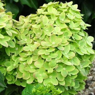 Гортензия Mojito c7.5