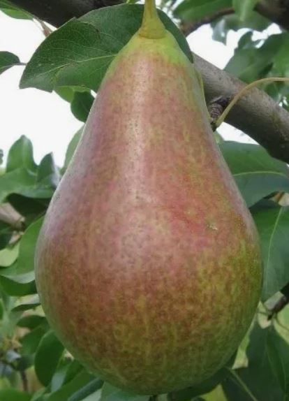 Груша Аллегро (летний) ОКС