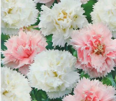 Гвоздика Шабо Дионис Аэлита Ц