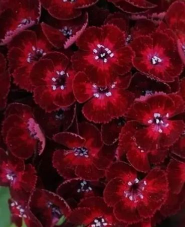 Гвоздика турецкая Бодештольц F1 карминно-розовая Аэлита Ц