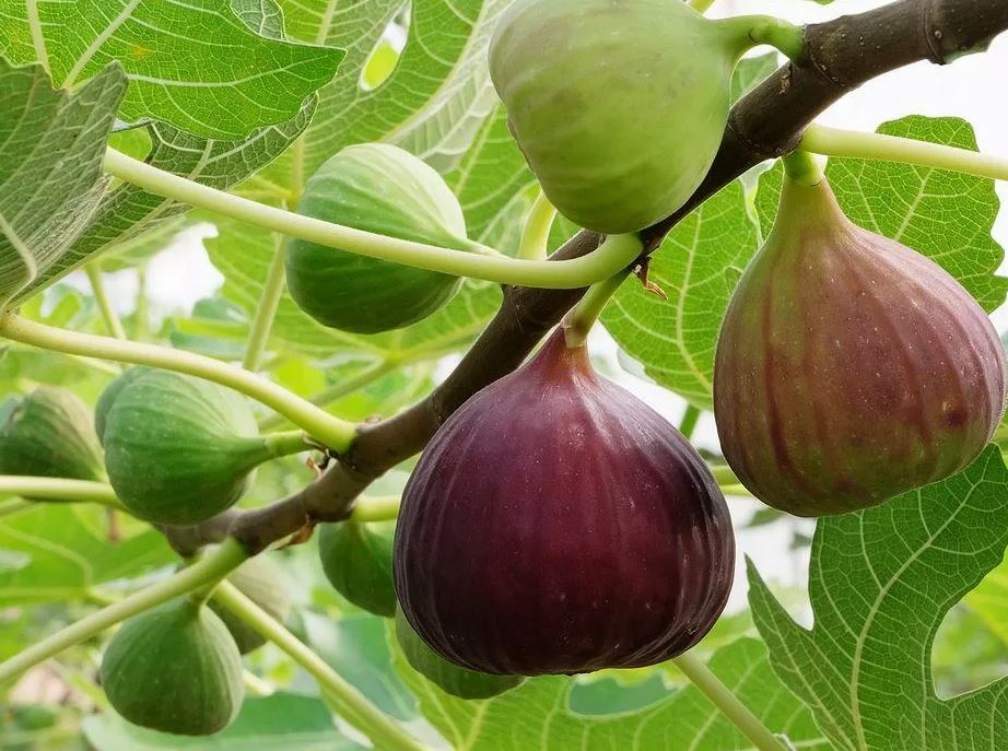 Инжир Тауро/ЦКор