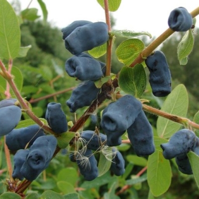 Жимолость Мальвина 1 год Жимолость Мальвина 1 год