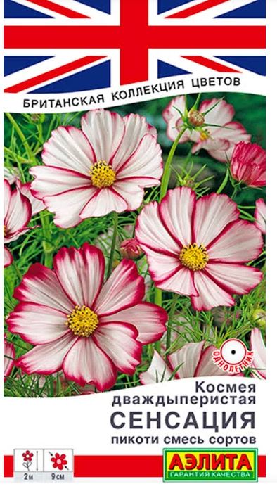Космея Сенсация пикоти смесь Аэлита Ц