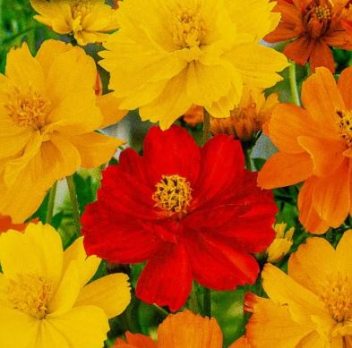 Космос Солнечные дали, смесь окрасок -0.3г