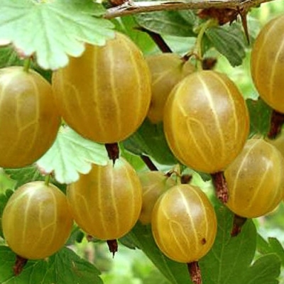 Крыжовник Куршу Дзинтарс с5 Крыжовник Куршу Дзинтарс с5