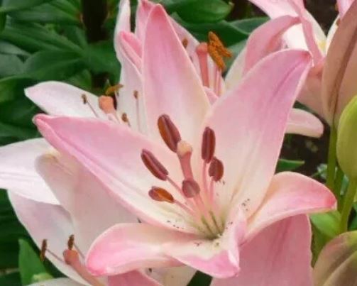 Лилия азиатская Марлен 14-16/К 2шт