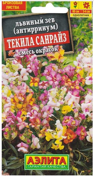 Львиный зев Текила санрайз Аэлита Ц