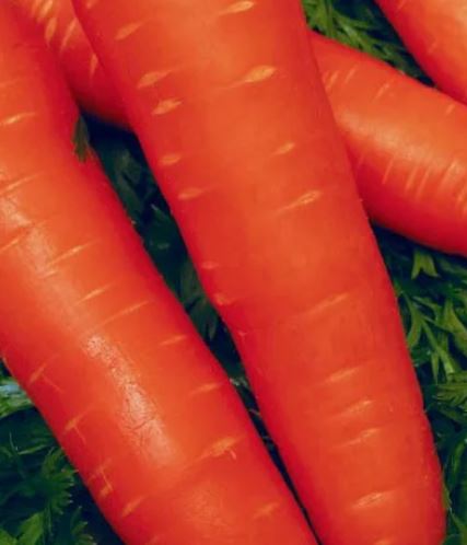 Морковь Королева осени 2г