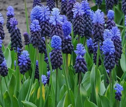 Мускари Широколистный 6-7/К 10шт