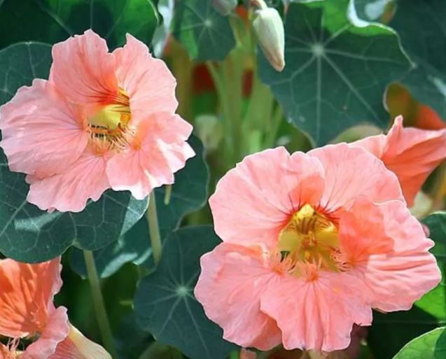 Настурция Бэби сэлмон Аэлита Ц