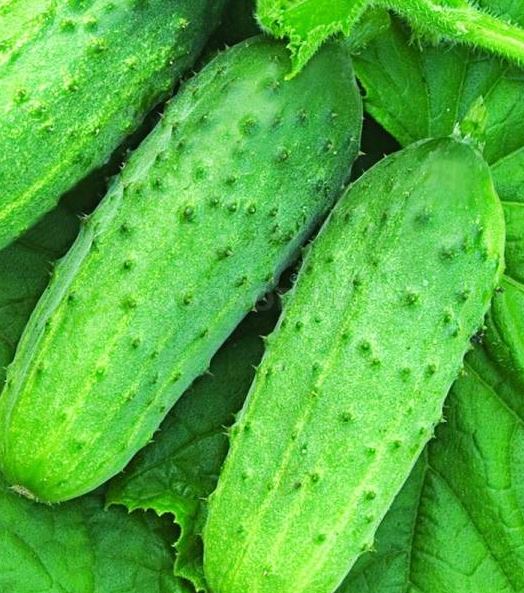 Огурец Конкурент