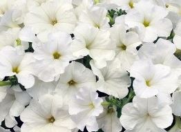 Петуния Изи вейв белая F1 7шт