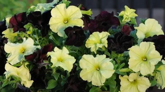 Петуния Софистика кофейный лайм  Аэлита Ц