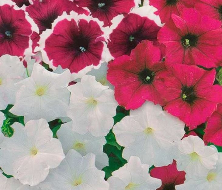 Петуния Старое бургундское F1 смесь окрасок 10шт