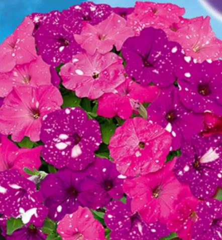 Петуния Звездное небо смесь Аэлита Ц