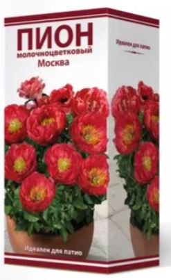 Пион гибридный Москва 2-3/Кор