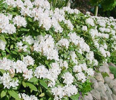 Рододендрон Cunninghams White с7.5