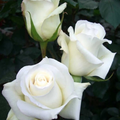 Роза чайно-гибридная Анастасия Садовита