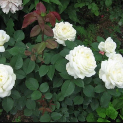 Роза чайно-гибридная Жанна Моро ЕТК