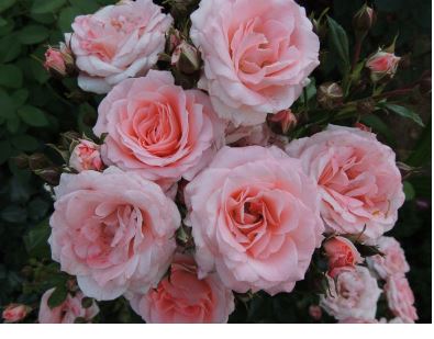 Роза спрей Лидия Садовита