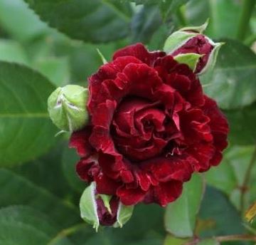 Роза спрей Рэд Сенсейшн Садовита