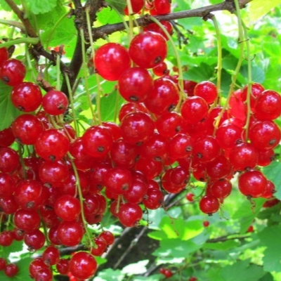 Смородина красная Андрейченко с5