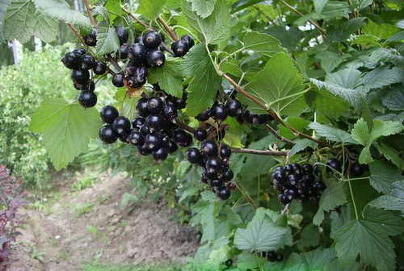 Смородина Селеченская (С5)