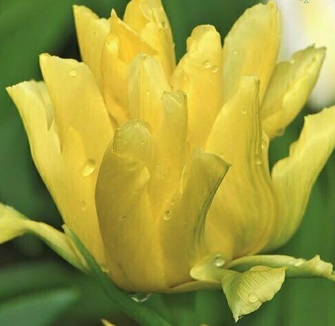 Тюльпан Йеллоу Спайдер 11/12 2шт