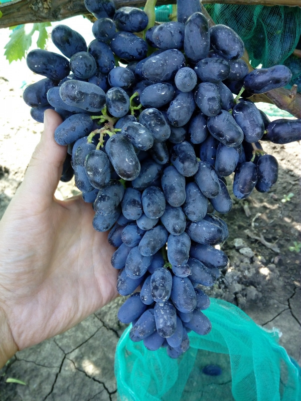 Виноград Академик Авиздба очень ранний Садовита