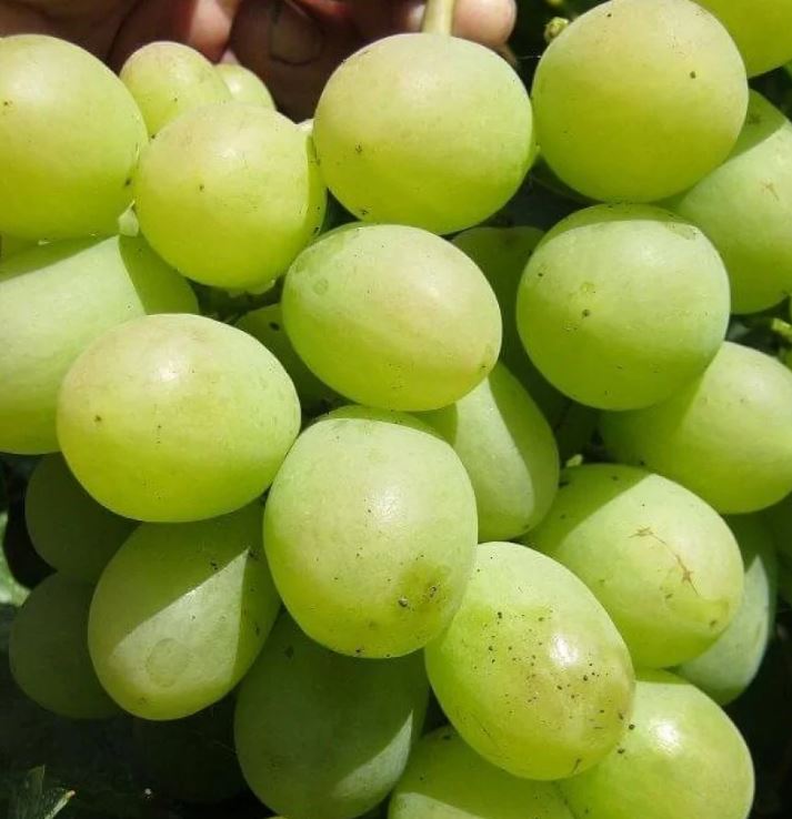 Виноград Алекса ранняя ранний Садовита